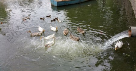 池塘里戏水的鸭子图片
