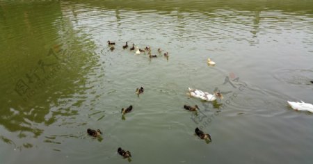 湖面上游泳的鸭子图片