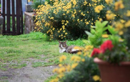 花丛里的猫图片