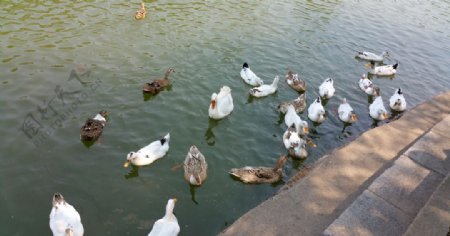 池塘里的鸭子群图片