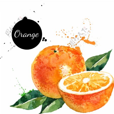 水彩水果橙子图片