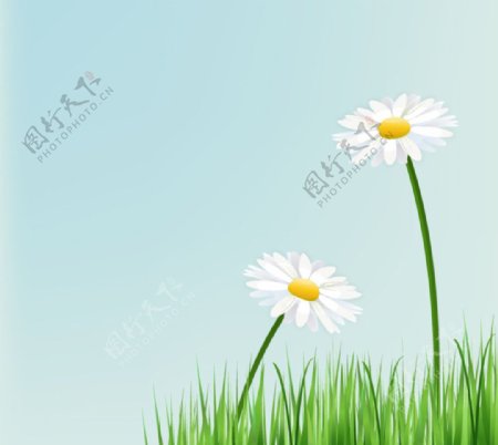 美丽白色菊花素材草地菊花背景图片