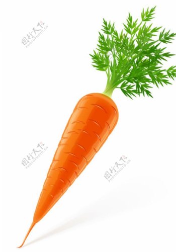 矢量实时上色胡萝卜蔬菜图片