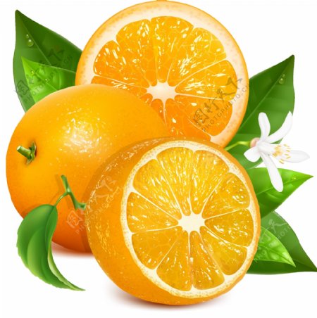 甜橙设计矢量素材图片