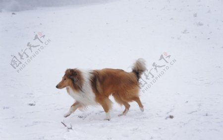 雪地里奔跑的狗图片