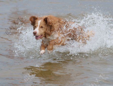 水中奔跑的狗图片