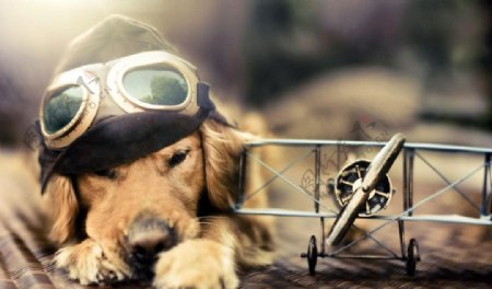 小狗与飞机图片