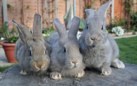 三只灰兔图片