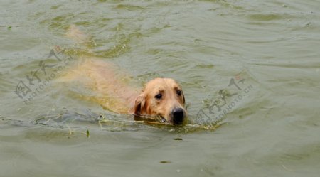 会游泳的金毛犬图片