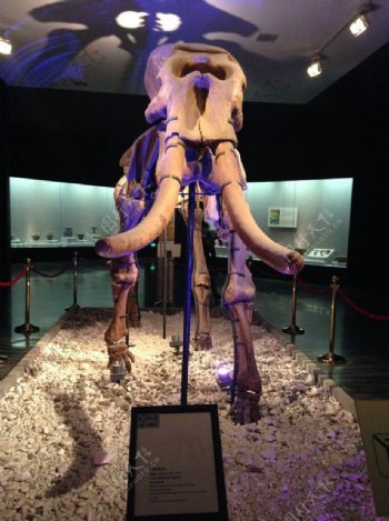 洛阳博物馆远古大象化石图片