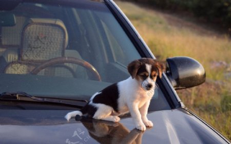 汽车上面的小狗狗图片