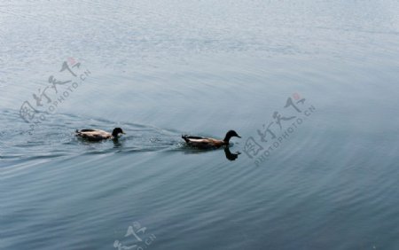 西湖水鸭图片