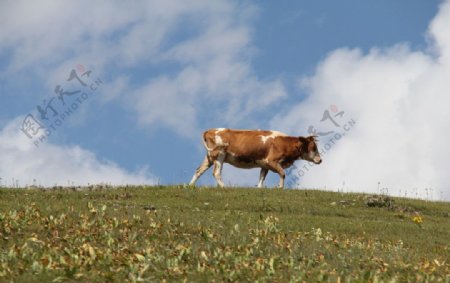 牛在山坡上自然风景图图片