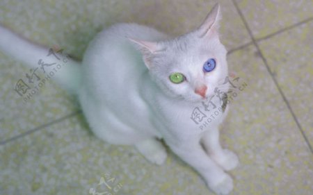 鸳鸯眼的宠物猫图片