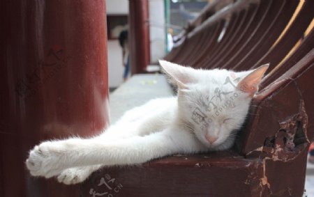 熟睡中的雪猫图片
