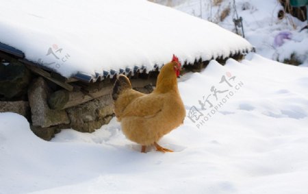 雪中觅食的母鸡图片