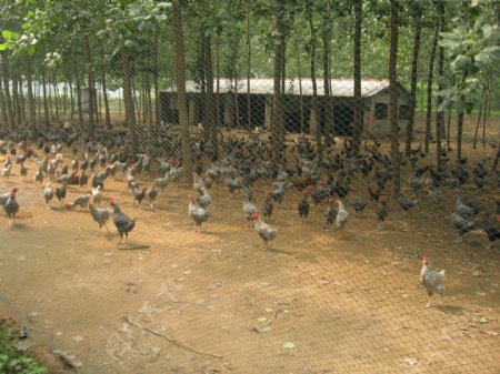 山鸡养殖基地图片