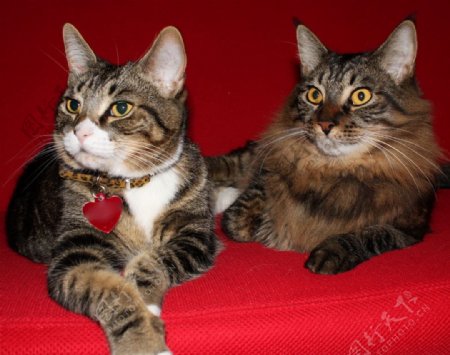 红色沙发上的两只猫图片