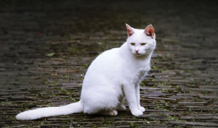 寄畅园里的白猫图片