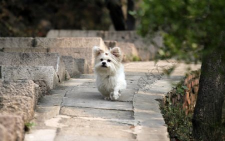 狗奔跑图片