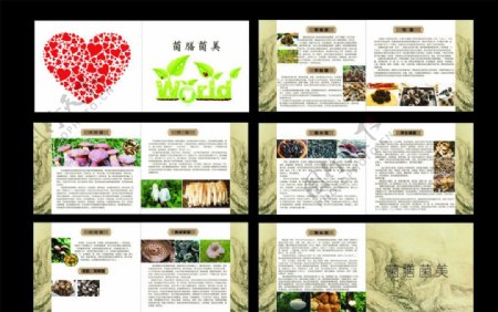 菌菇画册图片