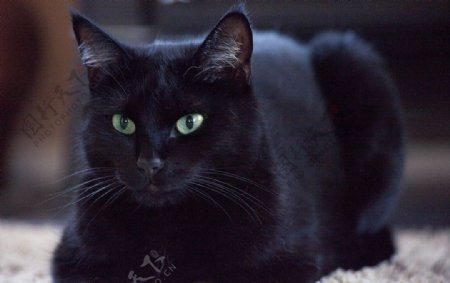埃及黑猫图片