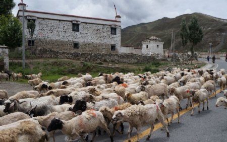 西藏的羊群图片