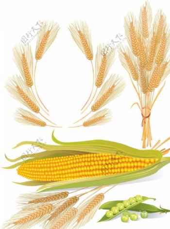 麦穗玉米图片