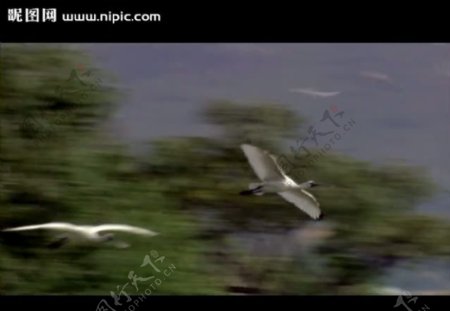 仙鹤飞翔视频素材