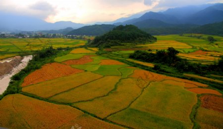金色稻田图片