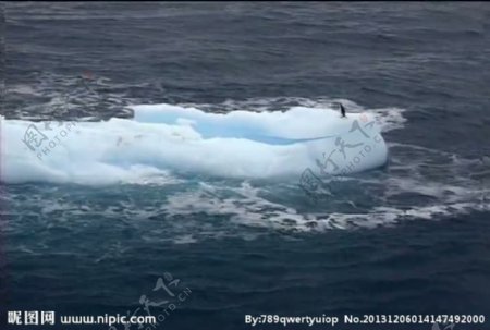 企鹅活动视频频素材