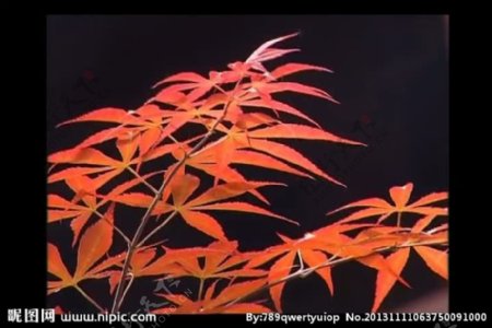 红枫叶视频素材