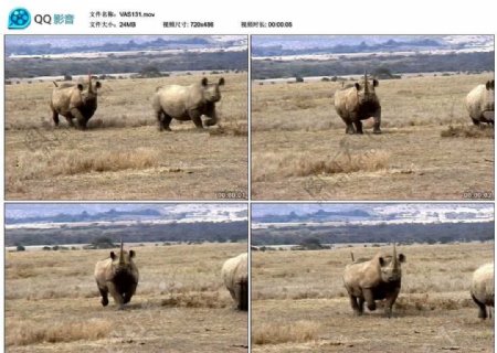 非洲犀牛视频实拍素材