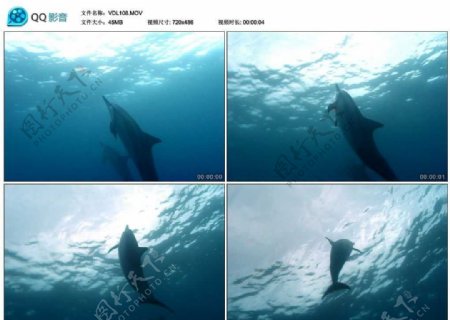 海底海豚视频实拍素材