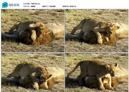 狮子玩耍视频实拍素材