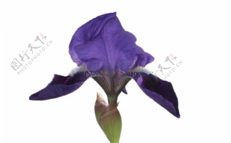 紫色花朵白色底