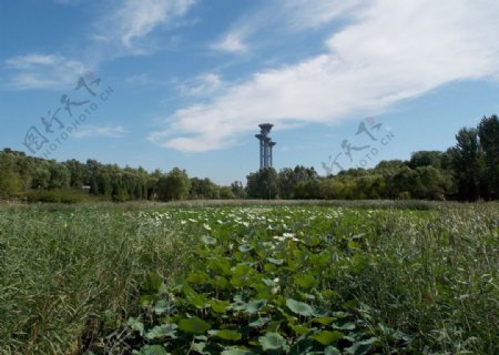 奥林匹克森林公园观光塔图片