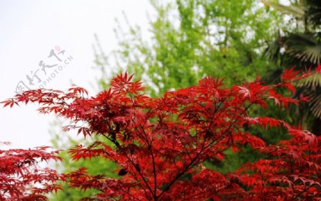 春天的红枫叶图片