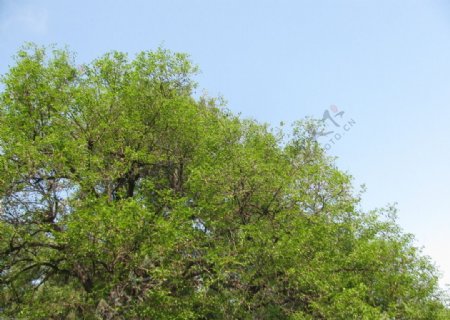 酸枣树图片