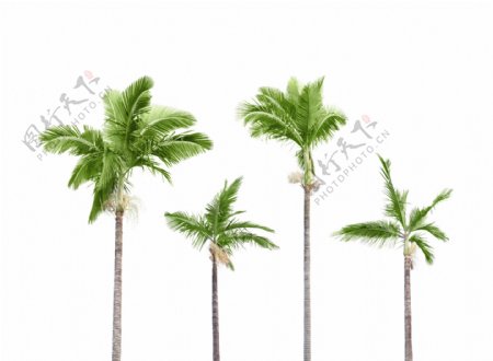 热带棕榈树图片