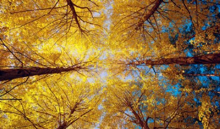 秋天风树林图片