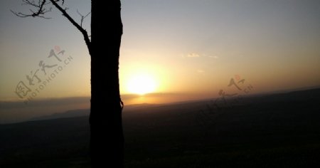 夕阳下的树图片