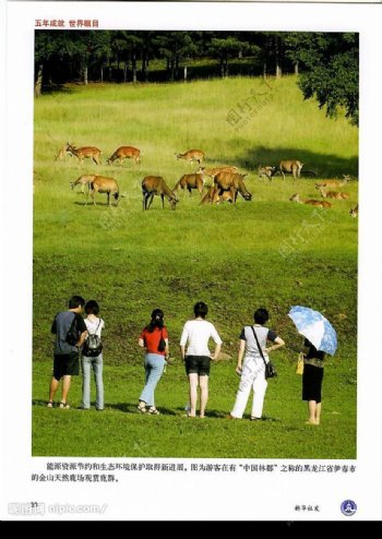 中国林都观鹿群图片