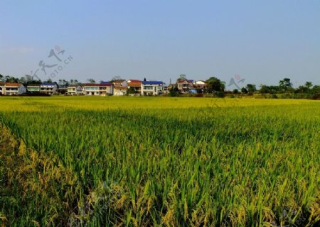 农村稻子图片