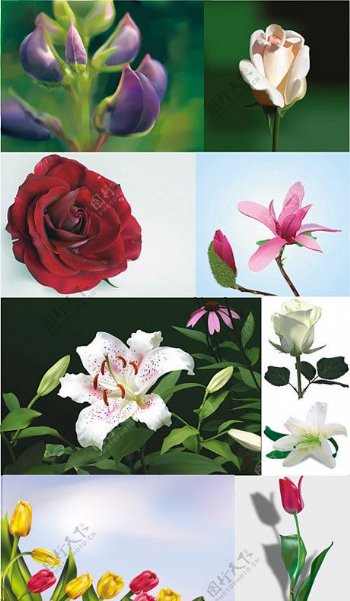 多款超逼真花卉矢量素材图片