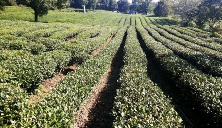 杭州龙井茶种植田图片