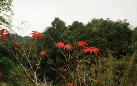 山林红叶图片