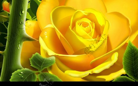 黄玫瑰密语图片