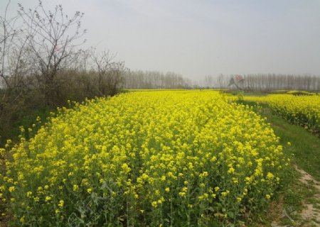 家乡油菜花图片