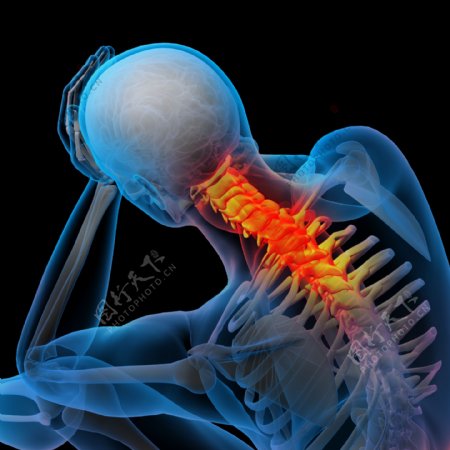 脊柱颈椎肌肉骨骼结构图片
